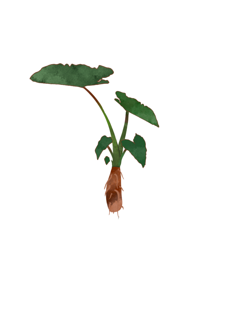 'ohana